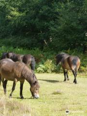 Knettishall Heath Nature Reserve, SSSI and GSI site