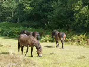 Knettishall Heath Nature Reserve, SSSI and GSI site