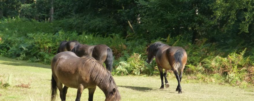 Knettishall Heath Nature Reserve, SSSI and GSI site