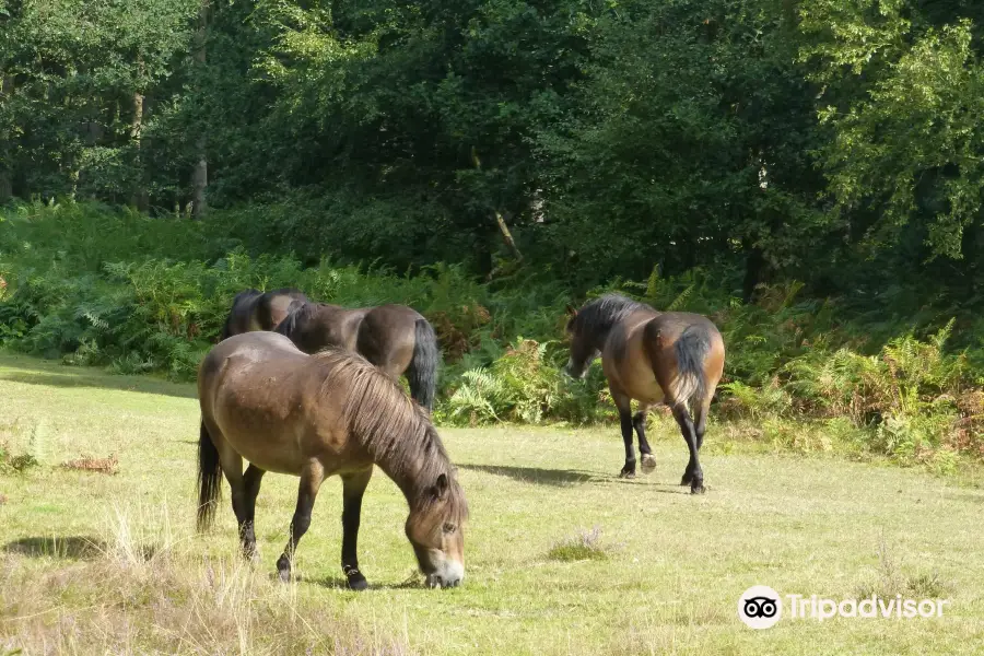 Knettishall Heath