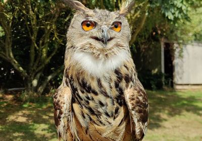 Simon Tebbutt Falconry