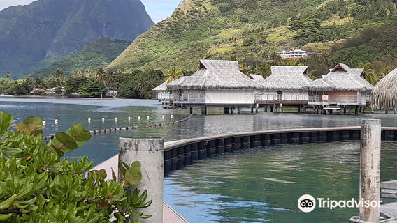 Moorea Dolphin Center
