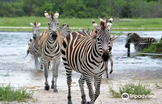 雄獅動物野生王國門票小童