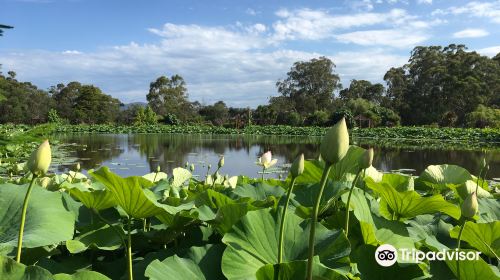 Blue Lotus Water Garden