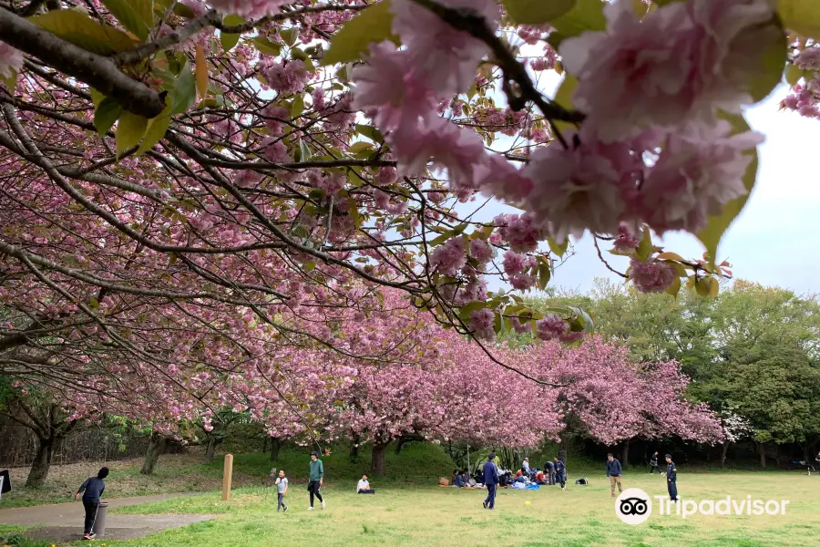 Chiba Prefectural Lake Inba-numa Park