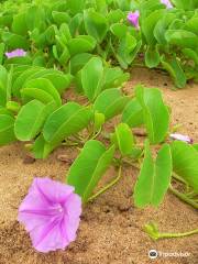 茂宜努伊植物園