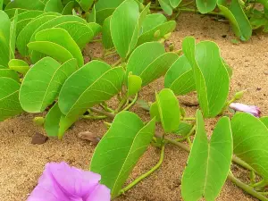 茂宜努伊植物園