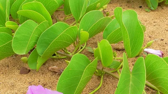 茂宜努伊植物園