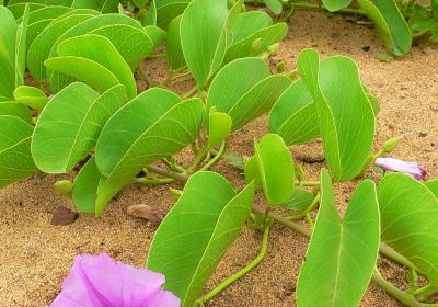 茂宜努伊植物園