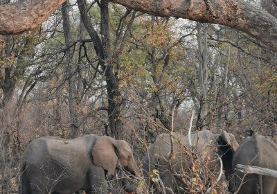 Moremi Wildlife Reserve