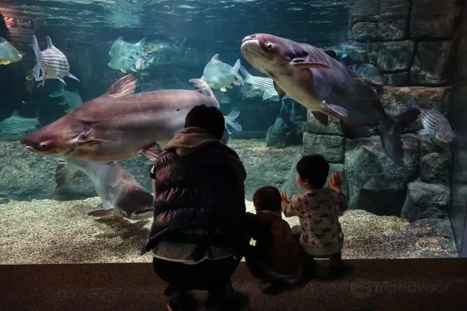 4_World Freshwater Aquarium Aqua Totto Gifu