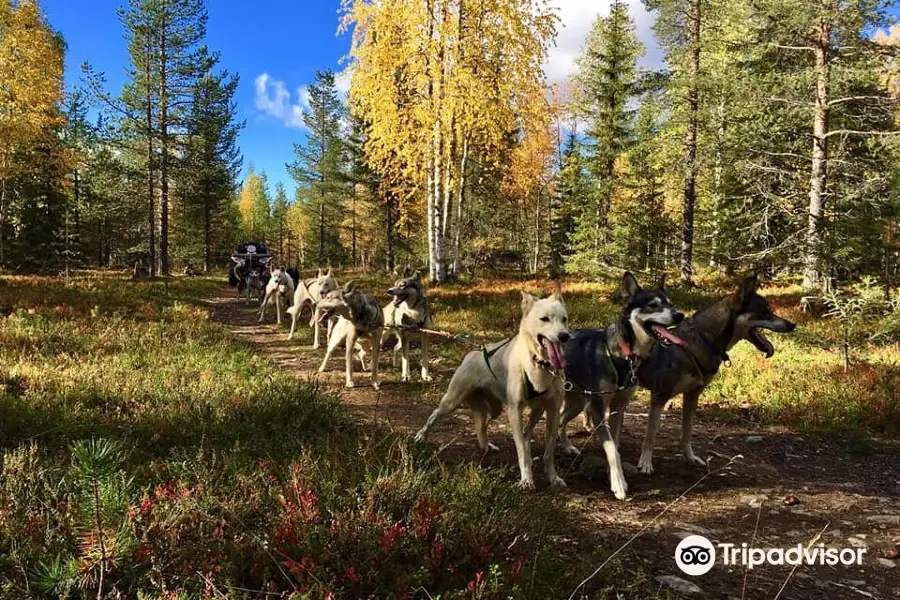 Arctic Husky Farm