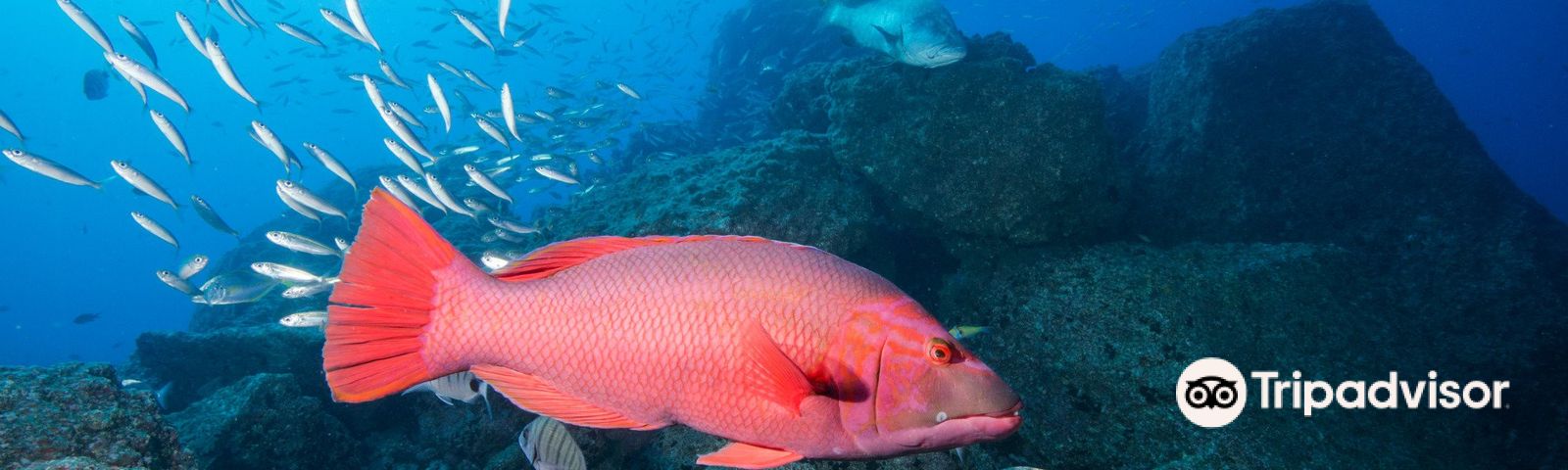 CaniçoTours de un día