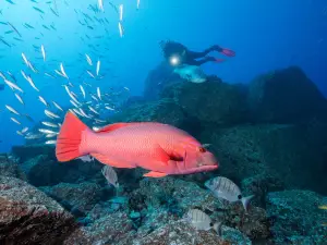 Manta Diving Madeira