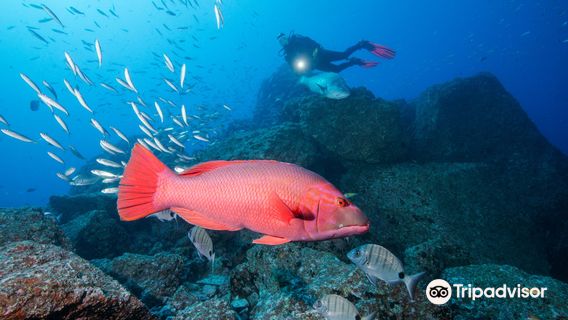 Manta Diving Madeira
