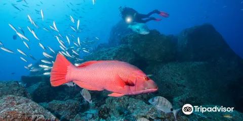 Manta Diving Madeira