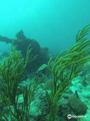 Caribbean Divers