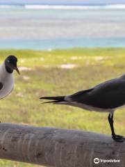 Cayo Pirata