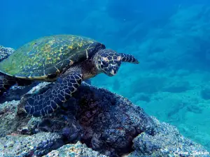 SCUBA Diving at Summer Salt Dive Center