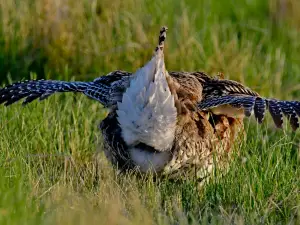 Upper Souris National Wildlife Refuge