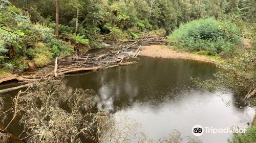 Fern Glade Reserve