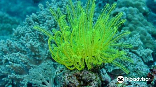 Tubod Marine Sanctuary