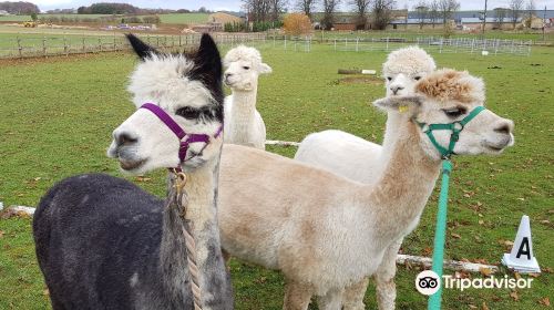 Alpaca Experience in the Cotswolds