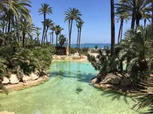 Palm Groves (Palmeral) of Elche