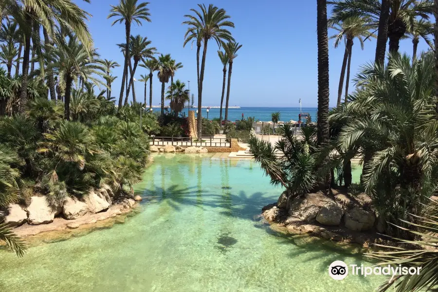 Palm Groves (Palmeral) of Elche