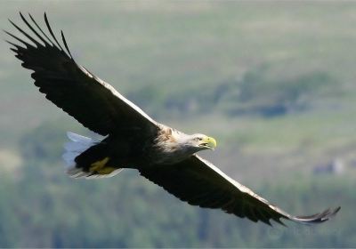 Mull Eagle Watch