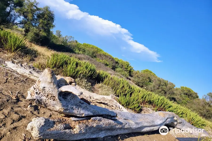 Riserva Naturale Regionale Macchiatonda