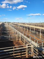 Roma Cattle Saleyards