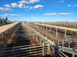 Roma Cattle Saleyards