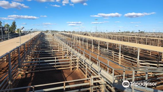 Roma Cattle Saleyards