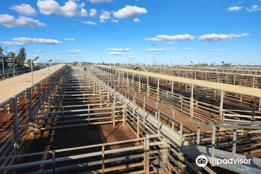 Roma Cattle Saleyards