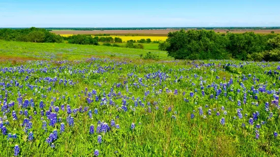 Bluebonnet Trail