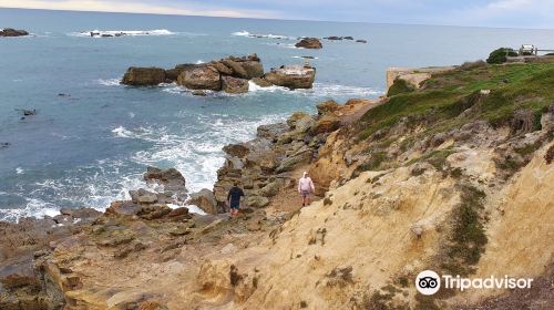 Shag Point Nature Reserve