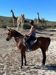 Horse Riding Cape Town