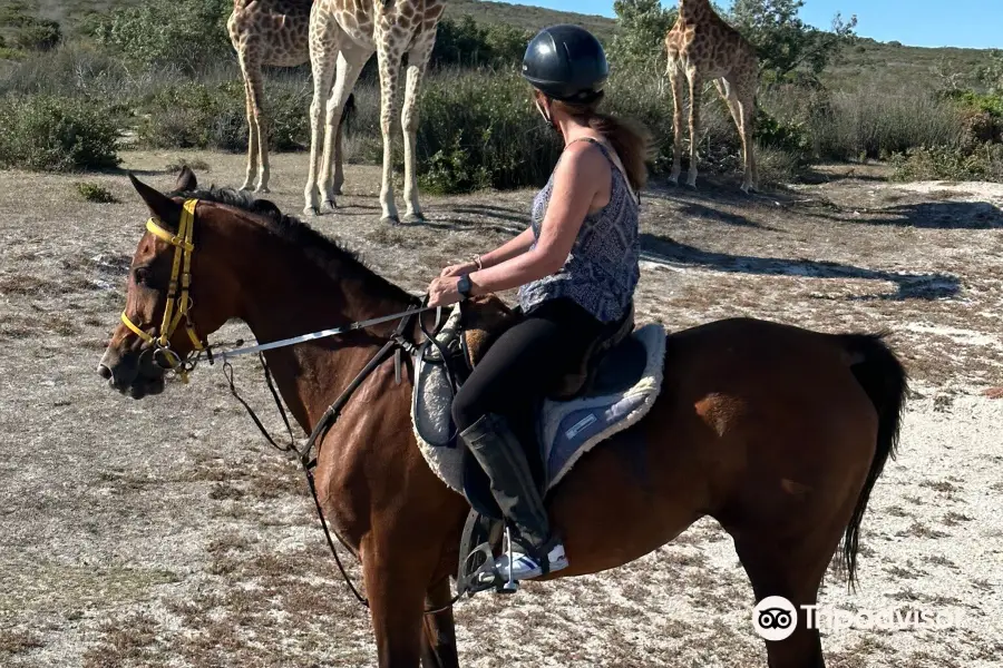 Horse Riding Cape Town
