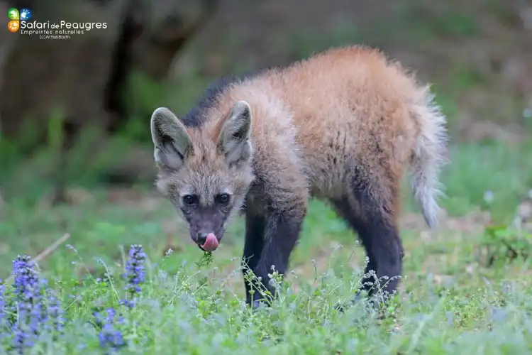 ポーグル