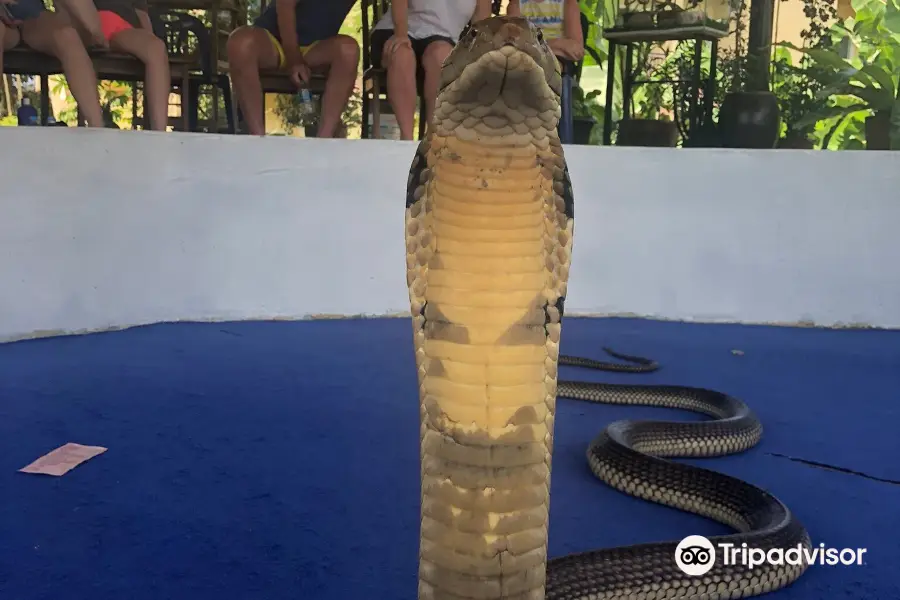 Ao Nang Snake Show