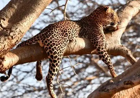 Hotels near Arlom Kenya Safaris