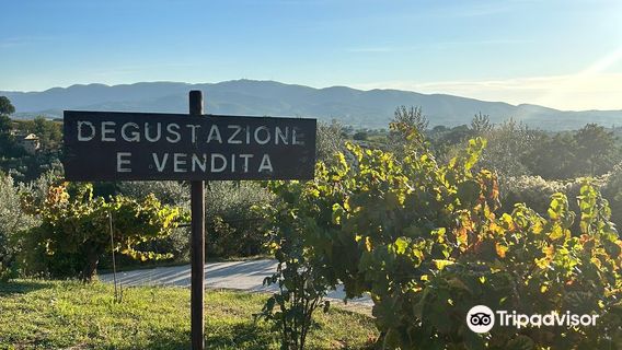 Cantina Colle Ciocco