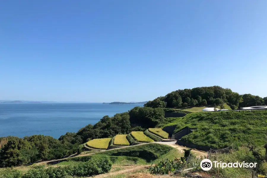 Teshima Island Terraced Rice Field.