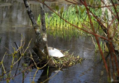 Marfield Lake