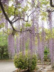 大三島藤公園