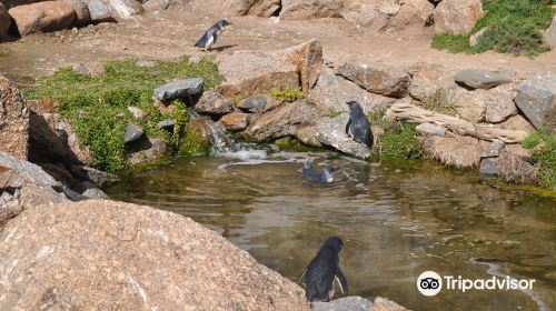 Penguin Centre