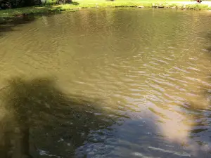 Buck Creek Trout Farm