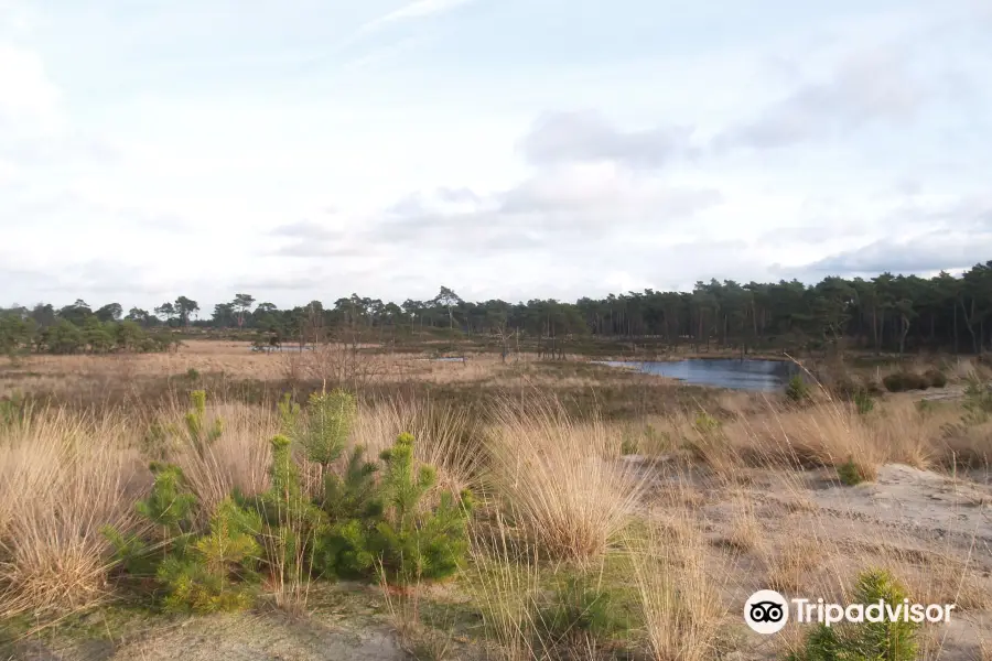 Ossendrechtse duinen