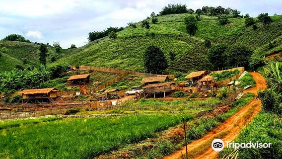 Elephant Steps Chiang Rai